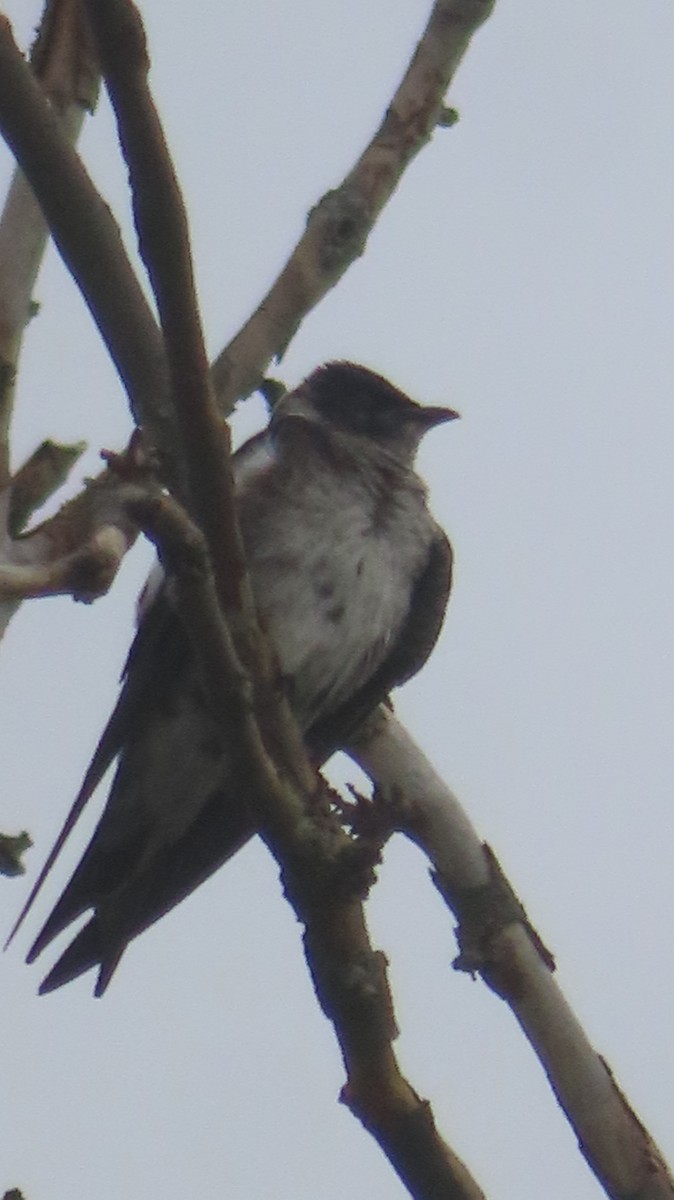 Purple Martin - ML637124251