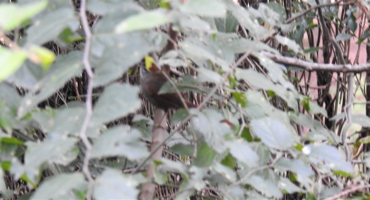 Azara's Spinetail - ML637124311