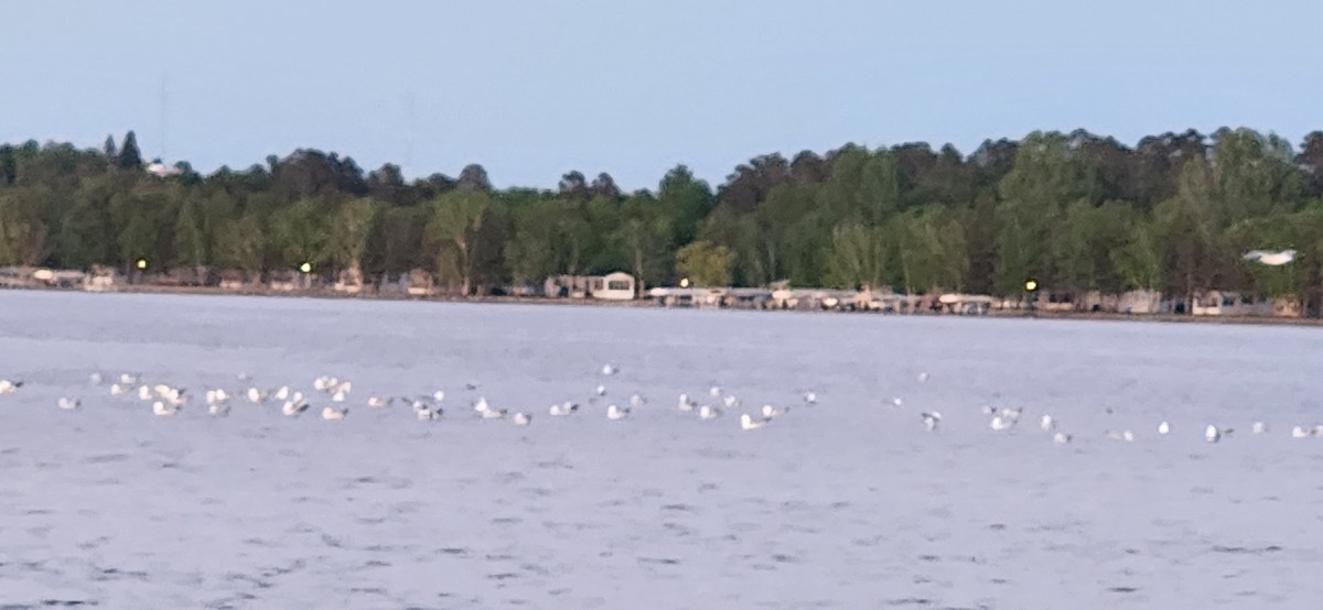 Ring-billed Gull - ML637124361