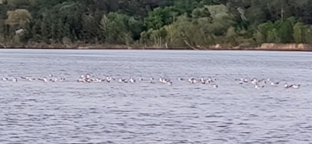 Ring-billed Gull - ML637124362