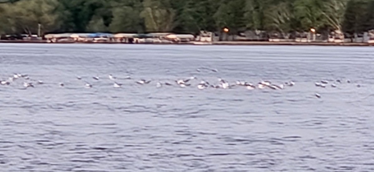 Ring-billed Gull - ML637124363
