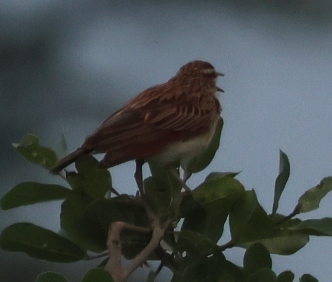Fawn-colored Lark (Foxy) - ML637124385