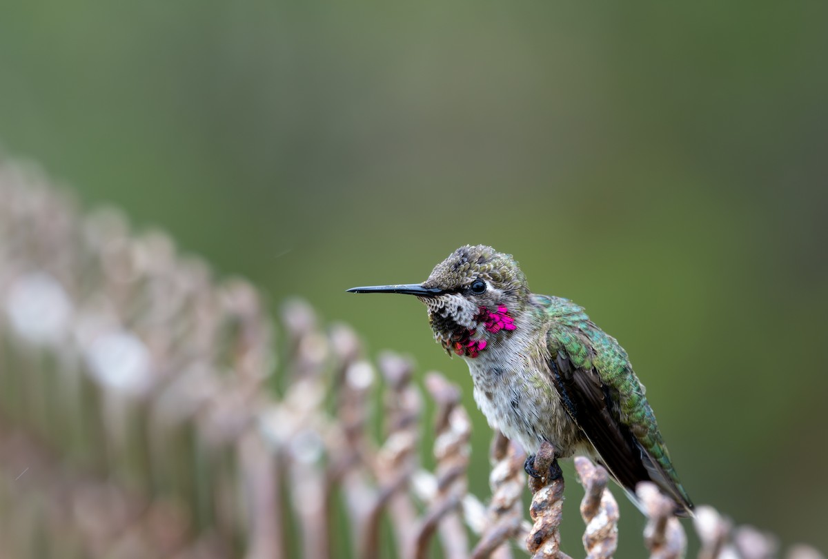 Anna's Hummingbird - ML637124414