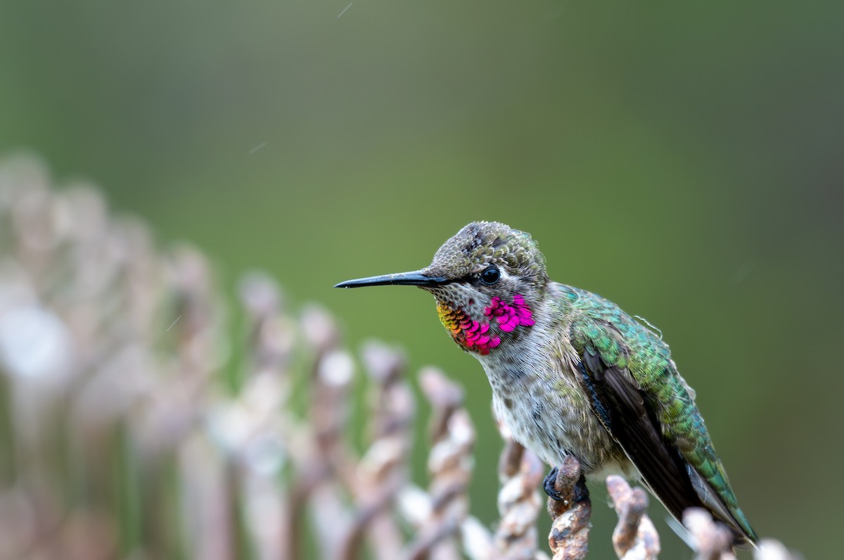 Anna's Hummingbird - ML637124415