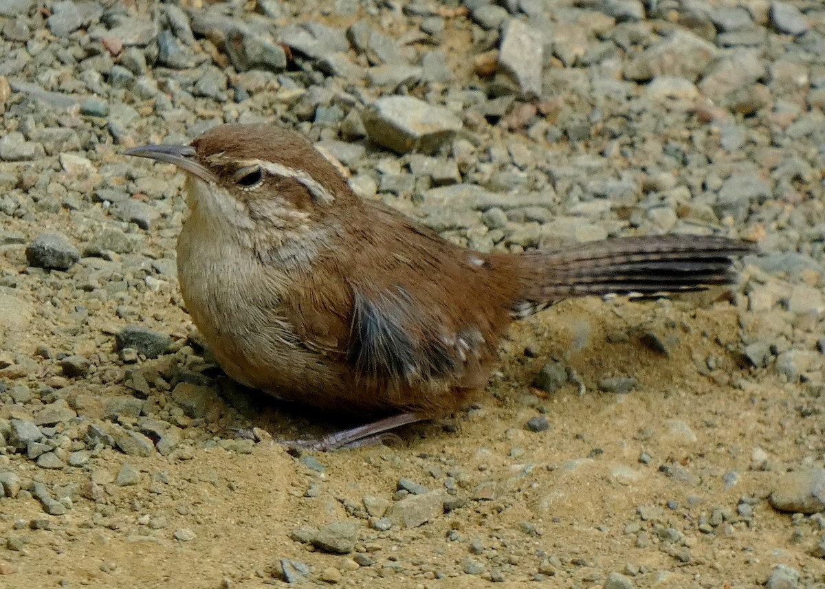 Bewick's Wren - ML637124422