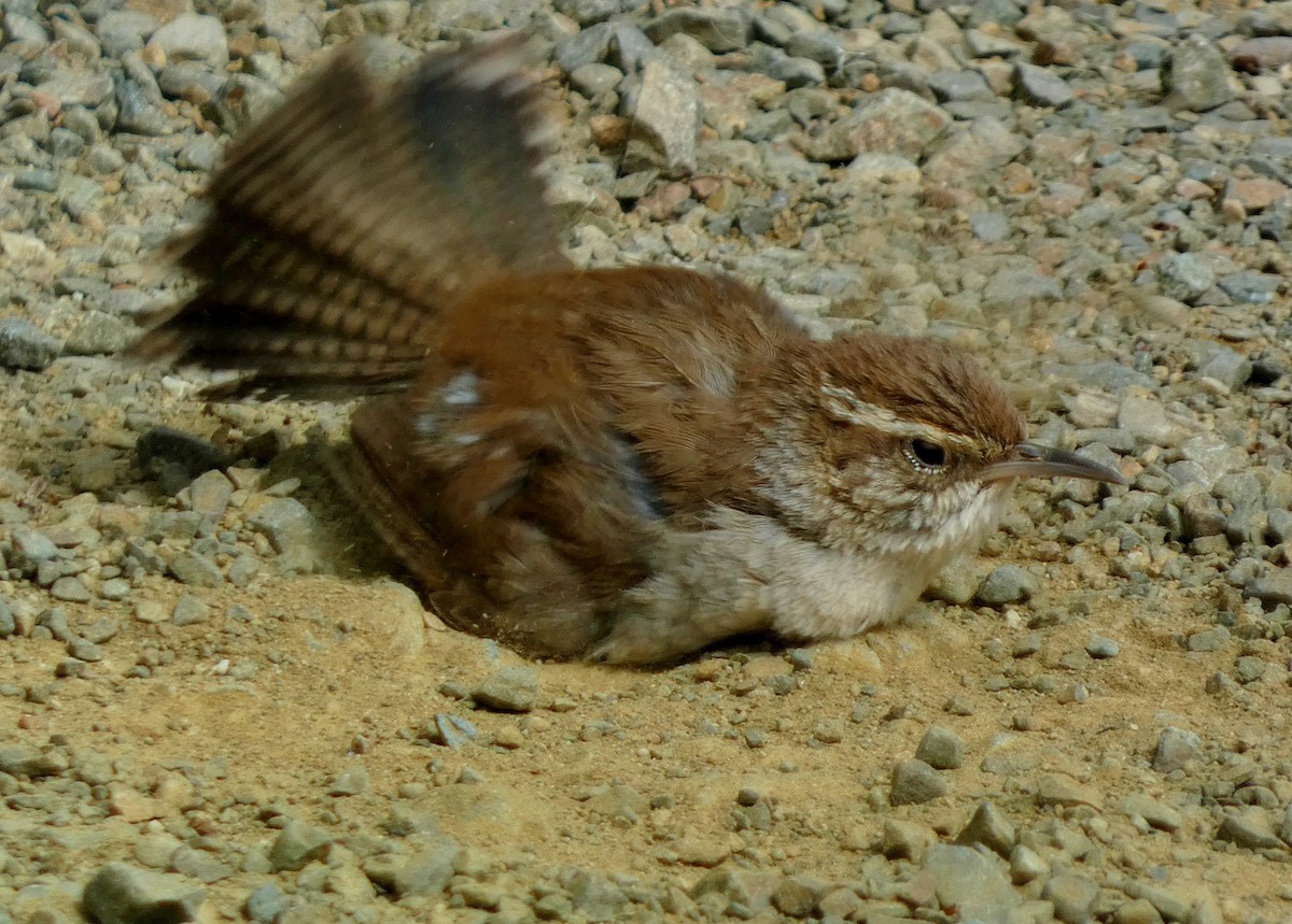 Bewick's Wren - ML637124425