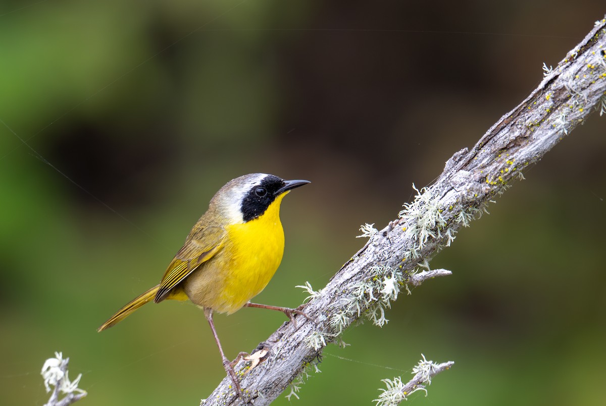 Common Yellowthroat - ML637124429