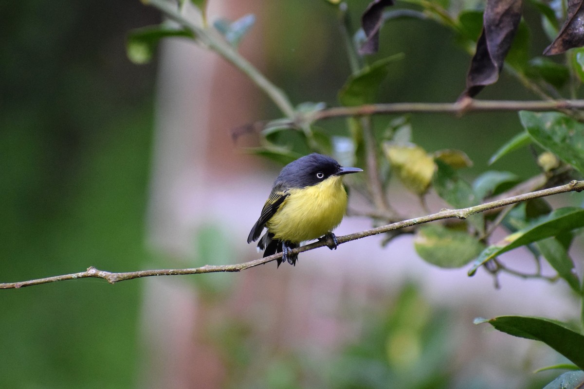 Common Tody-Flycatcher - ML637124442