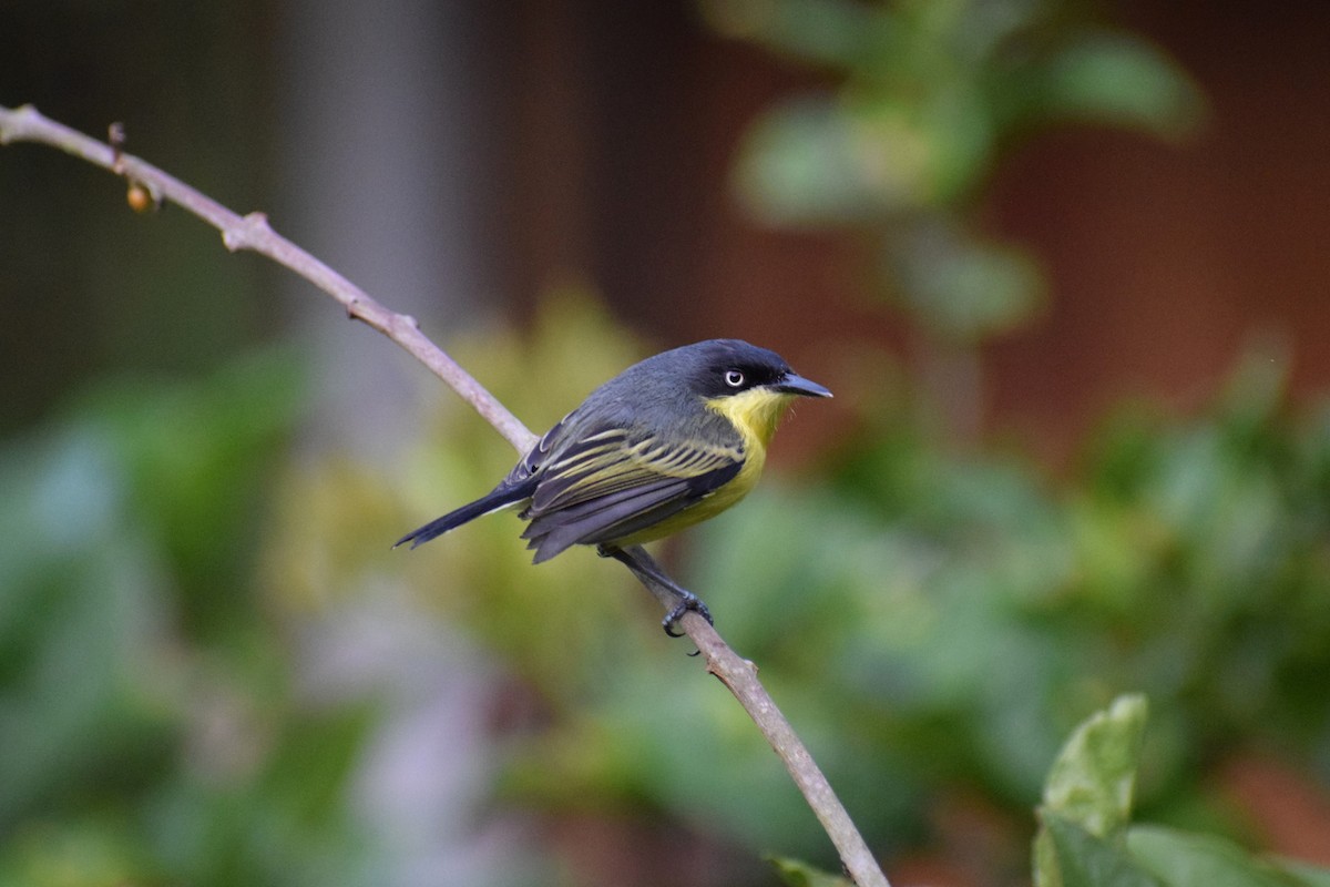 Common Tody-Flycatcher - ML637124443