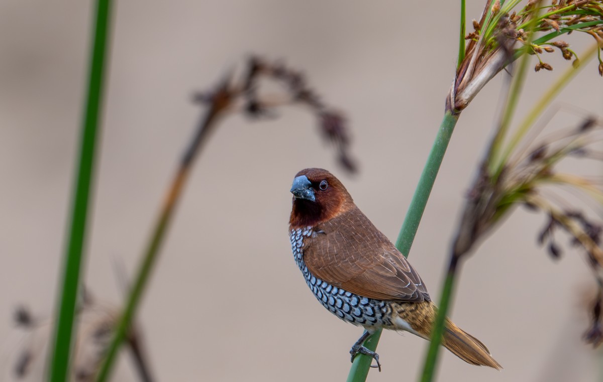 Scaly-breasted Munia - ML637124451