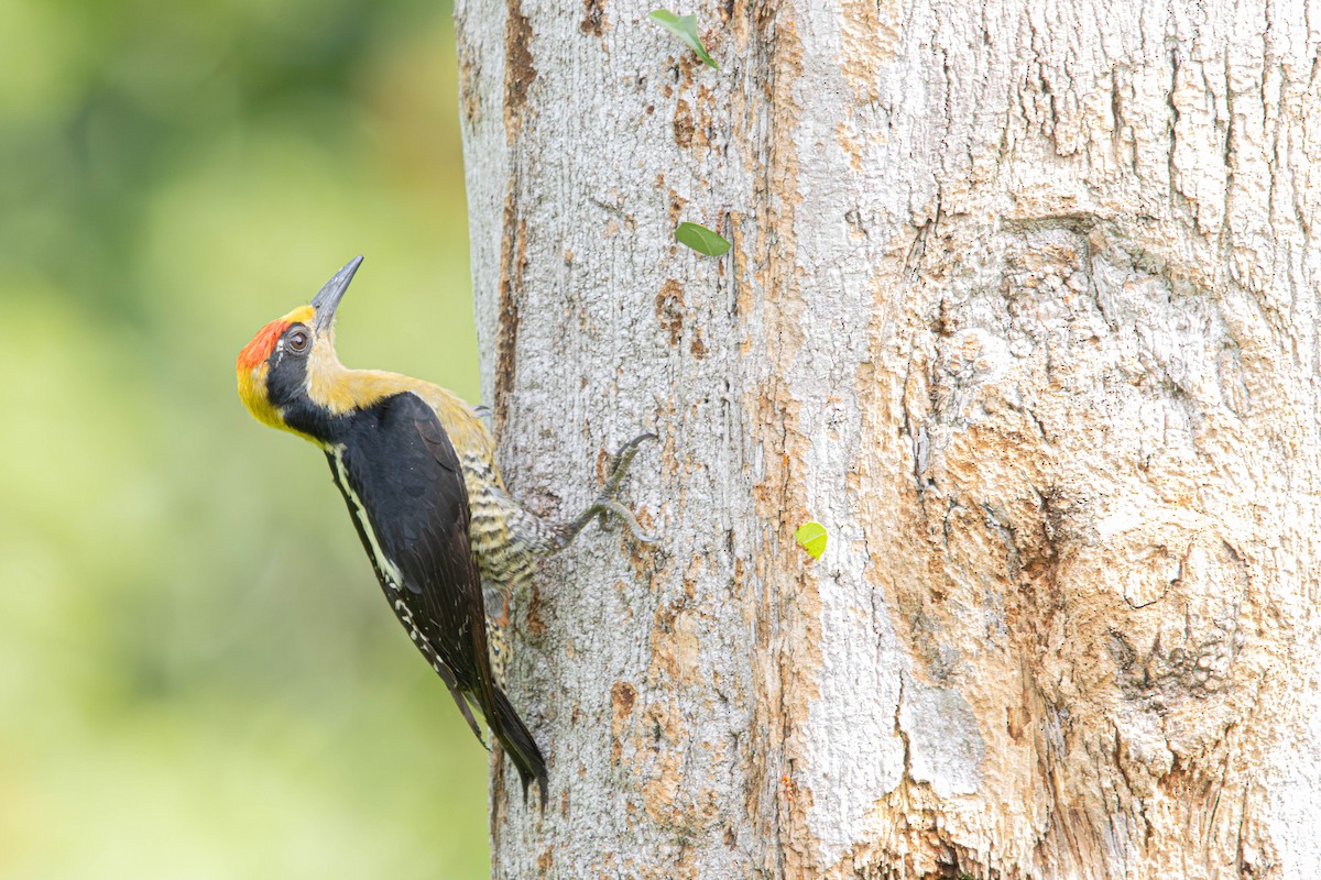 Golden-naped Woodpecker - ML637124463