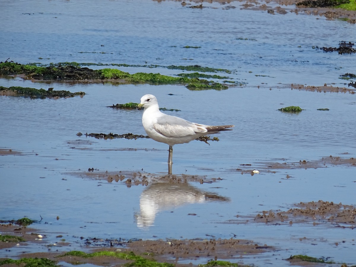 Common Gull - ML637124485