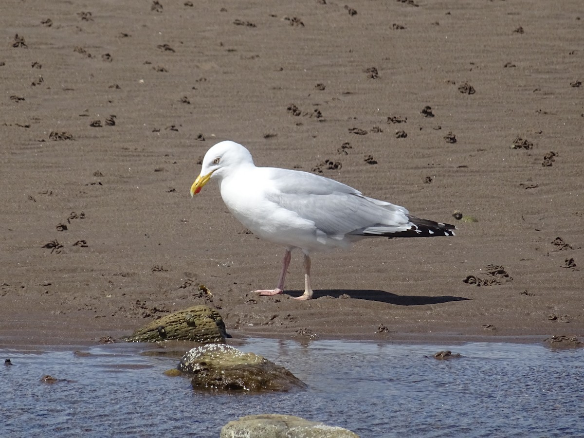 European Herring Gull - ML637124500