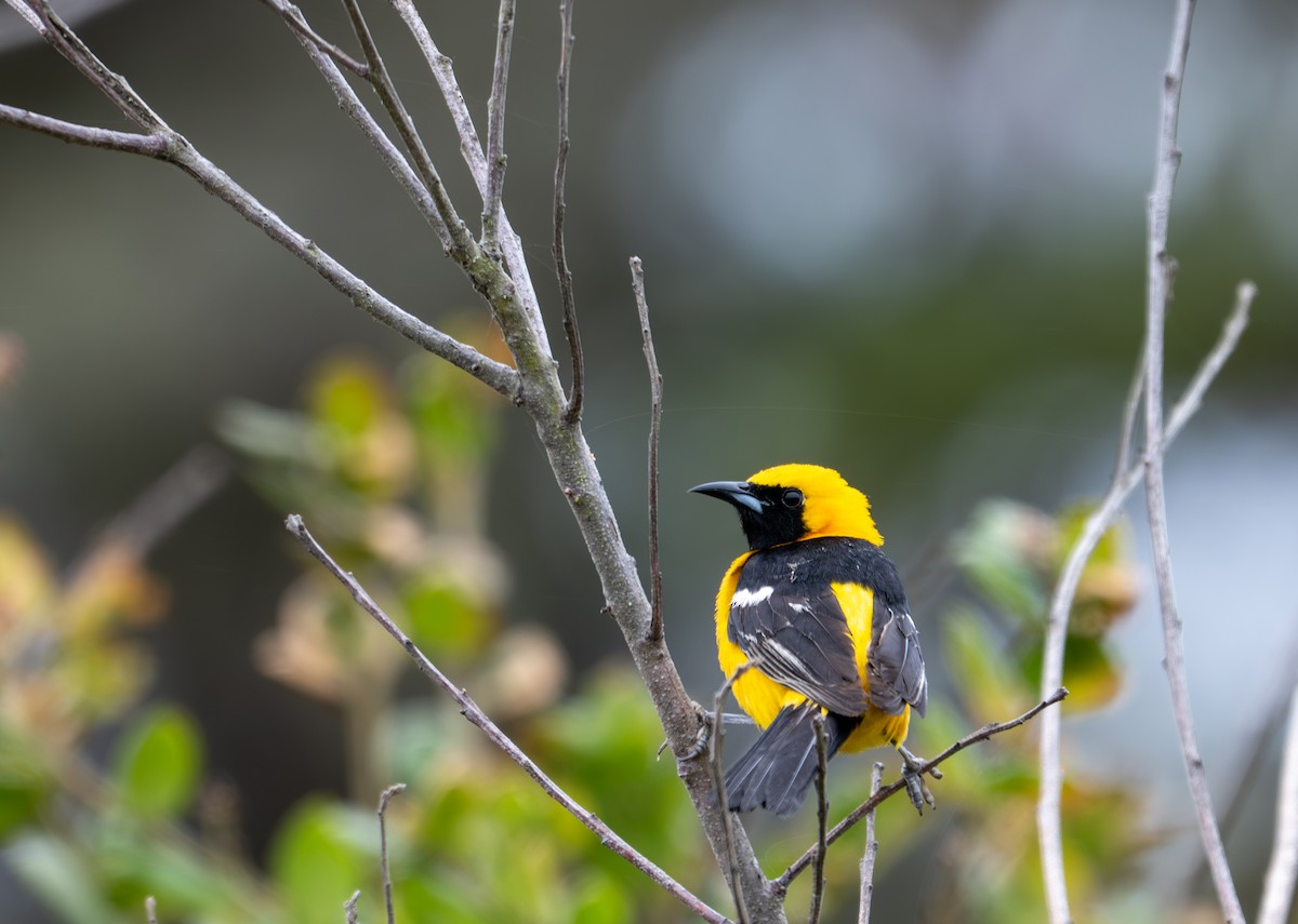Hooded Oriole - ML637124514