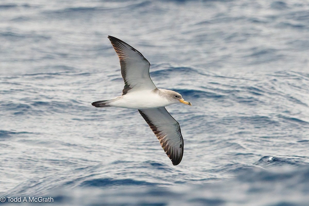 יסעור גדול - ML637124538