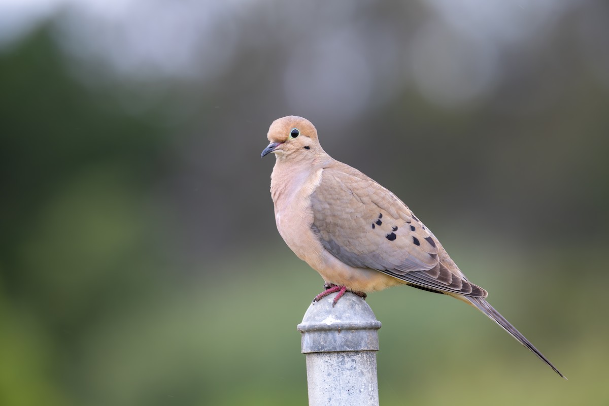 Mourning Dove - ML637124539