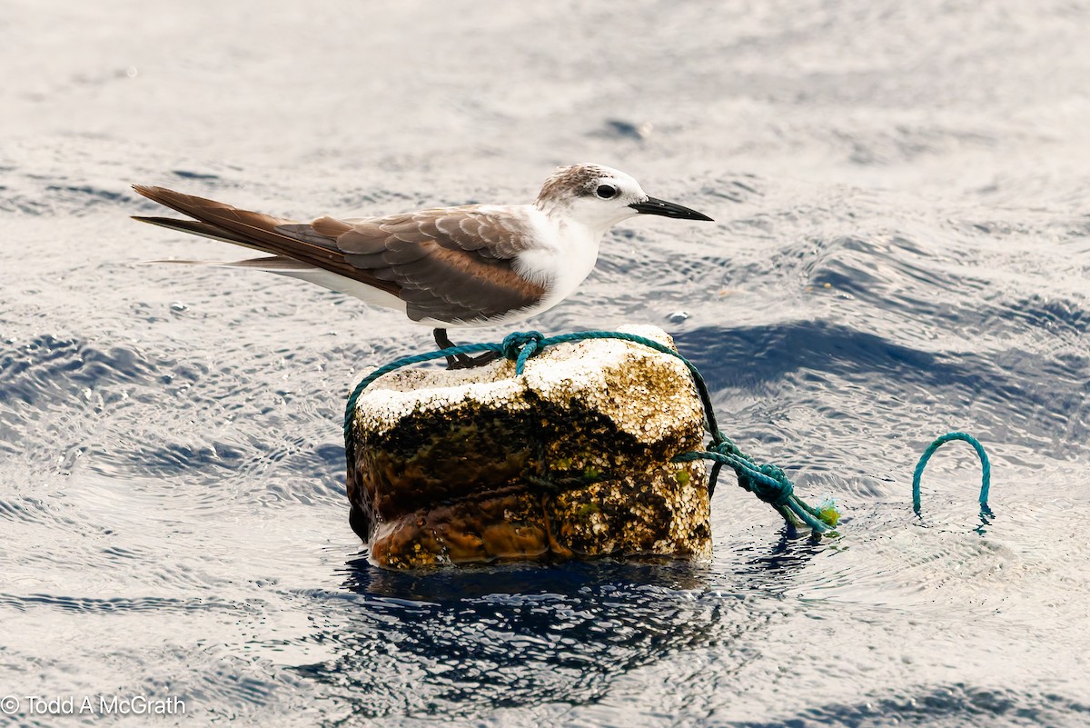 שחפית רסן - ML637124677