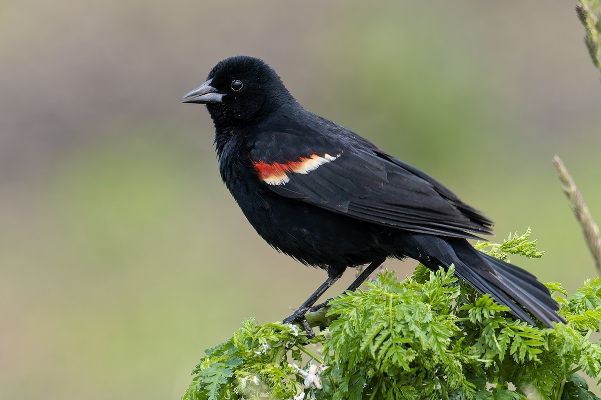Red-winged Blackbird - ML637124680
