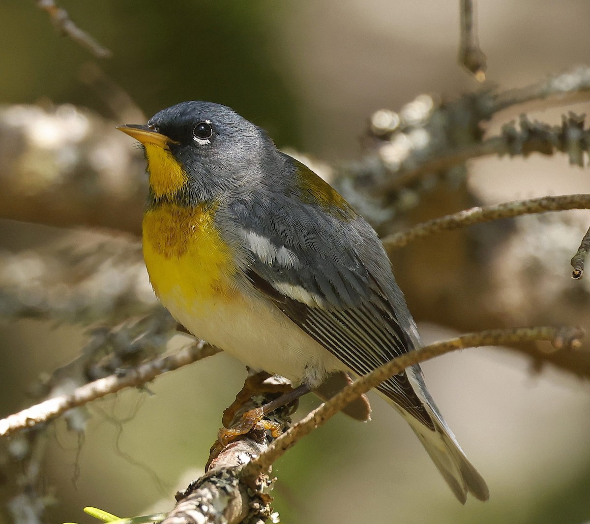 Kuzeyli Parula - ML637124689