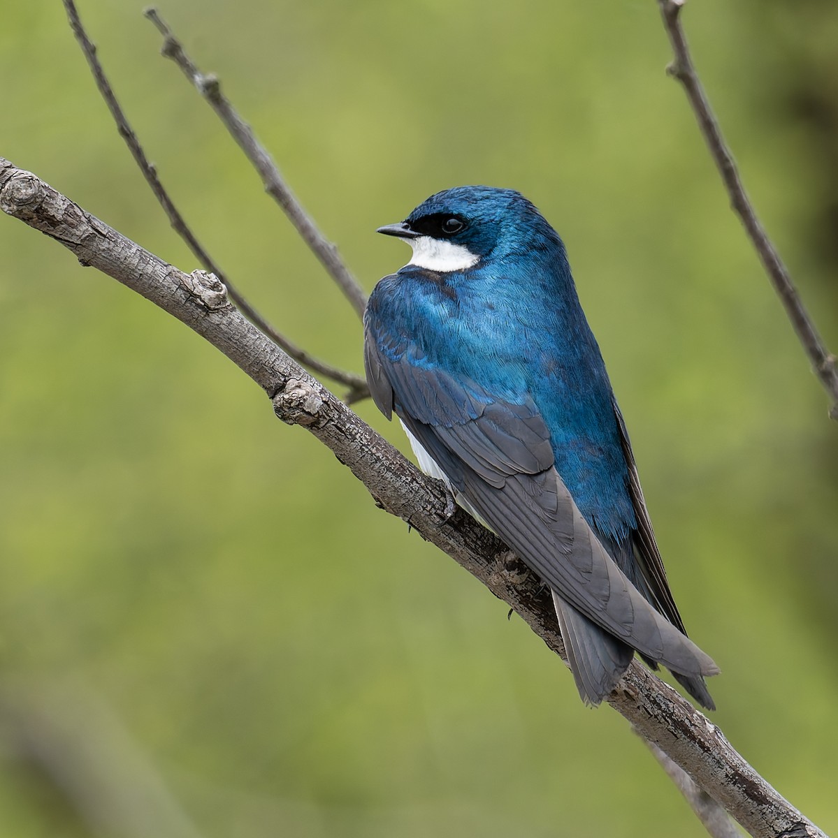 Tree Swallow - ML637124697
