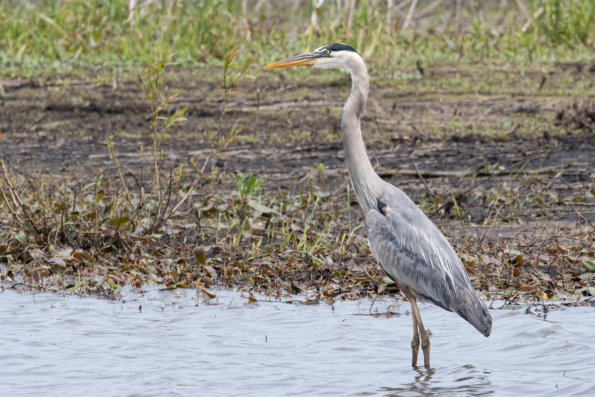 Great Blue Heron - ML637124699