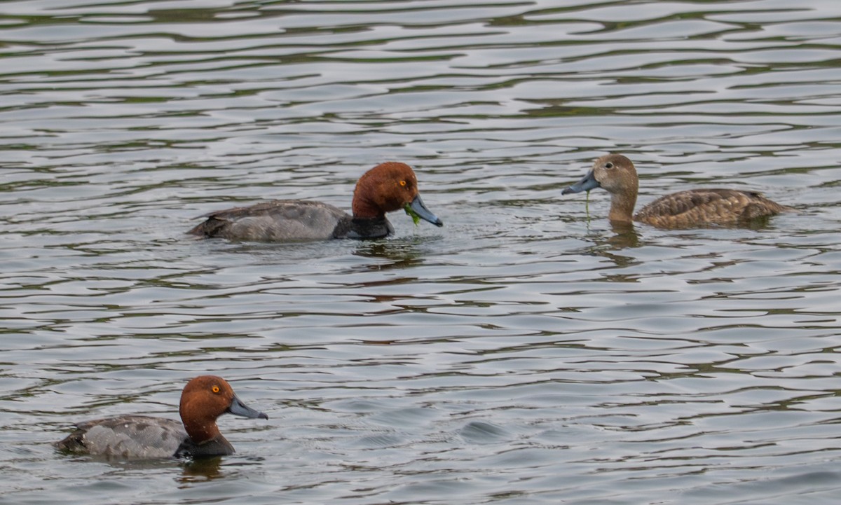 Redhead - ML637124717
