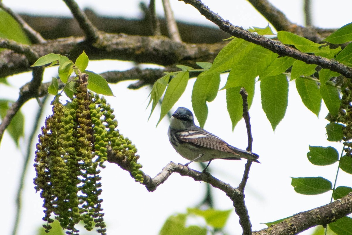 Cerulean Warbler - Andrea Heine