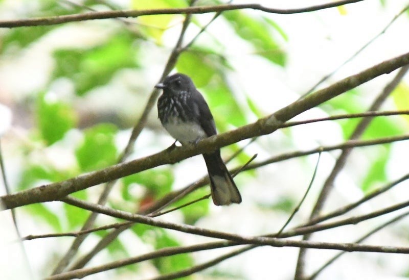 Spotted Fantail - ML637124881