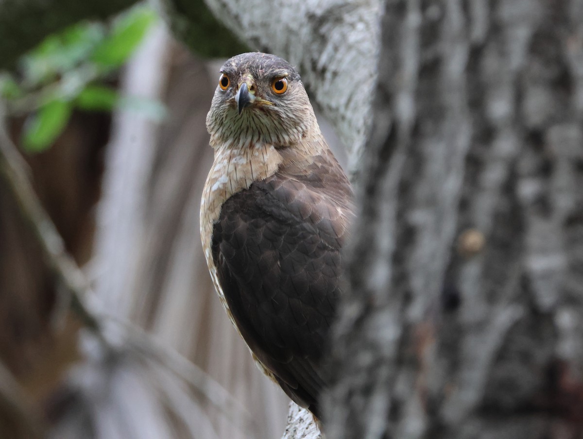 Cooper's Hawk - ML637124889