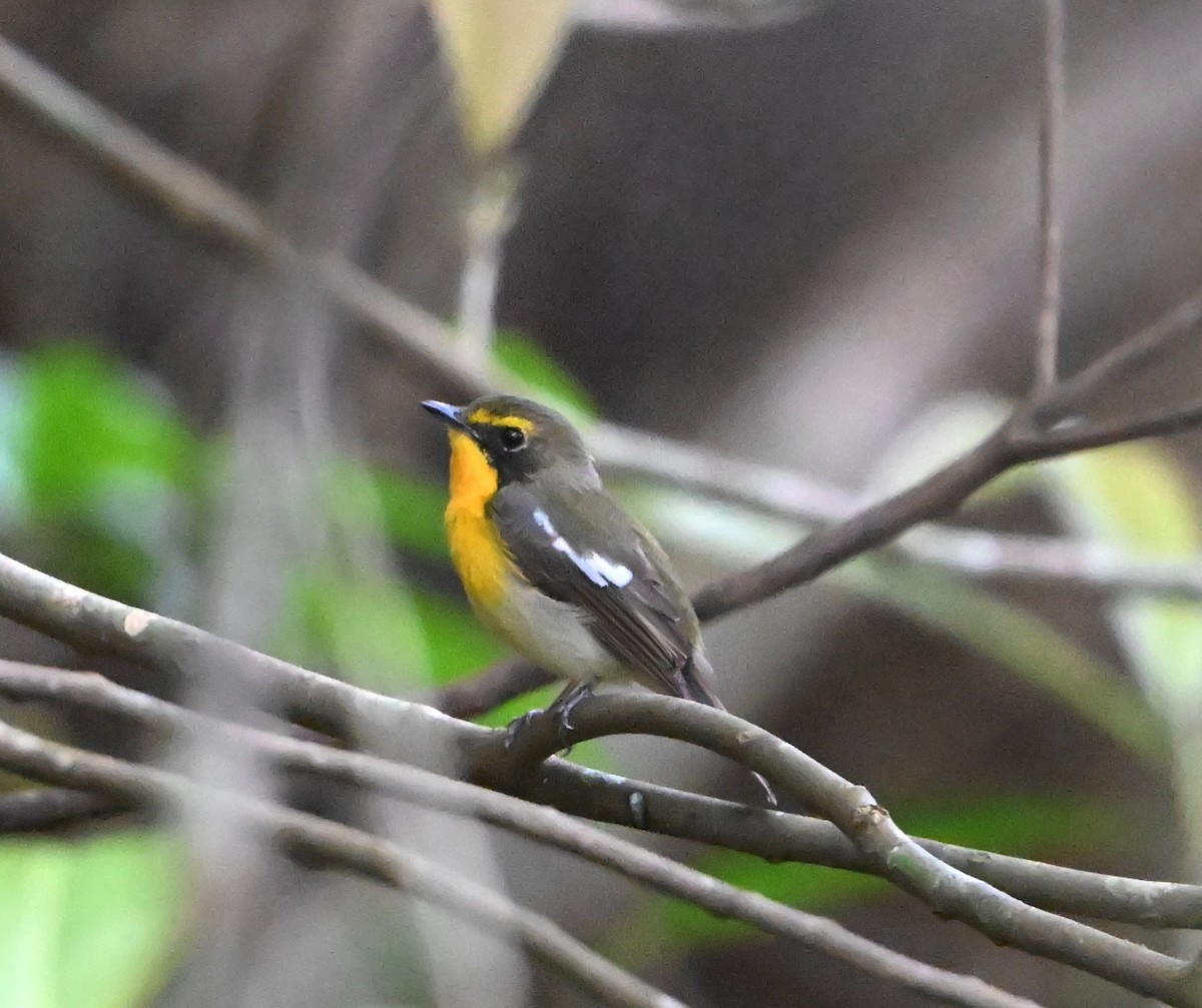 Ryukyu Flycatcher - ML637124953