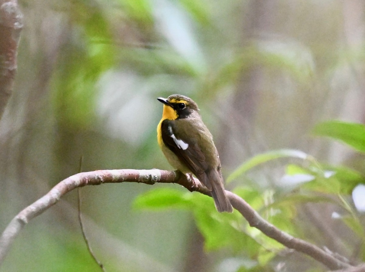 Ryukyu Flycatcher - ML637124954