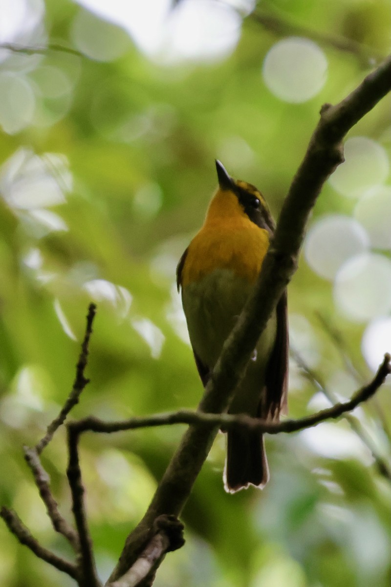 Ryukyu Flycatcher - ML637124955