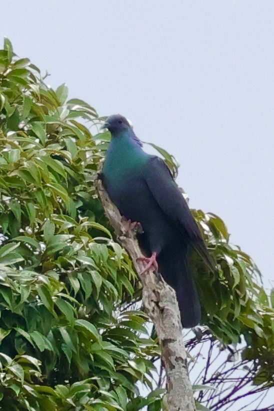 Black Wood-Pigeon - ML637124972