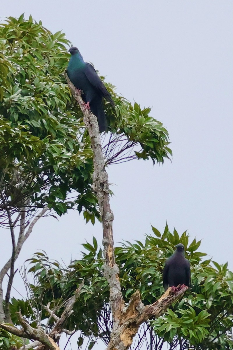 Black Wood-Pigeon - ML637124973