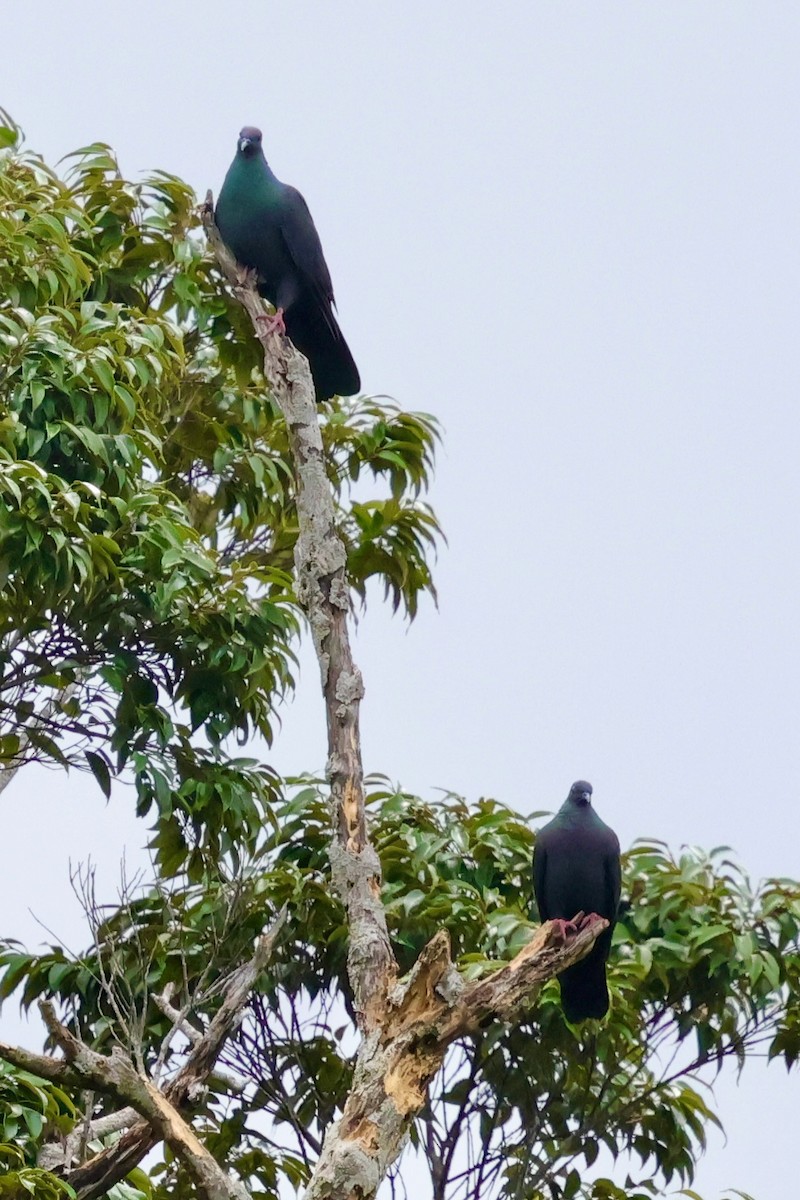 Black Wood-Pigeon - ML637124974