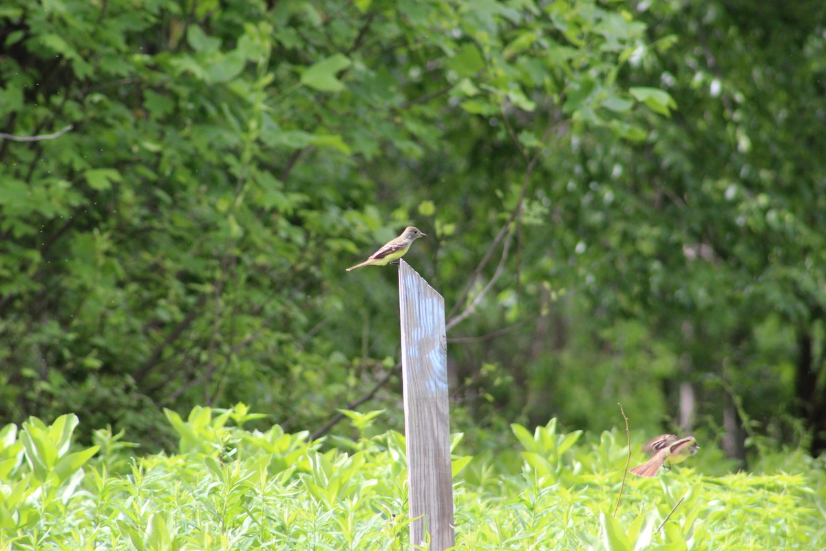 Great Crested Flycatcher - ML637125087