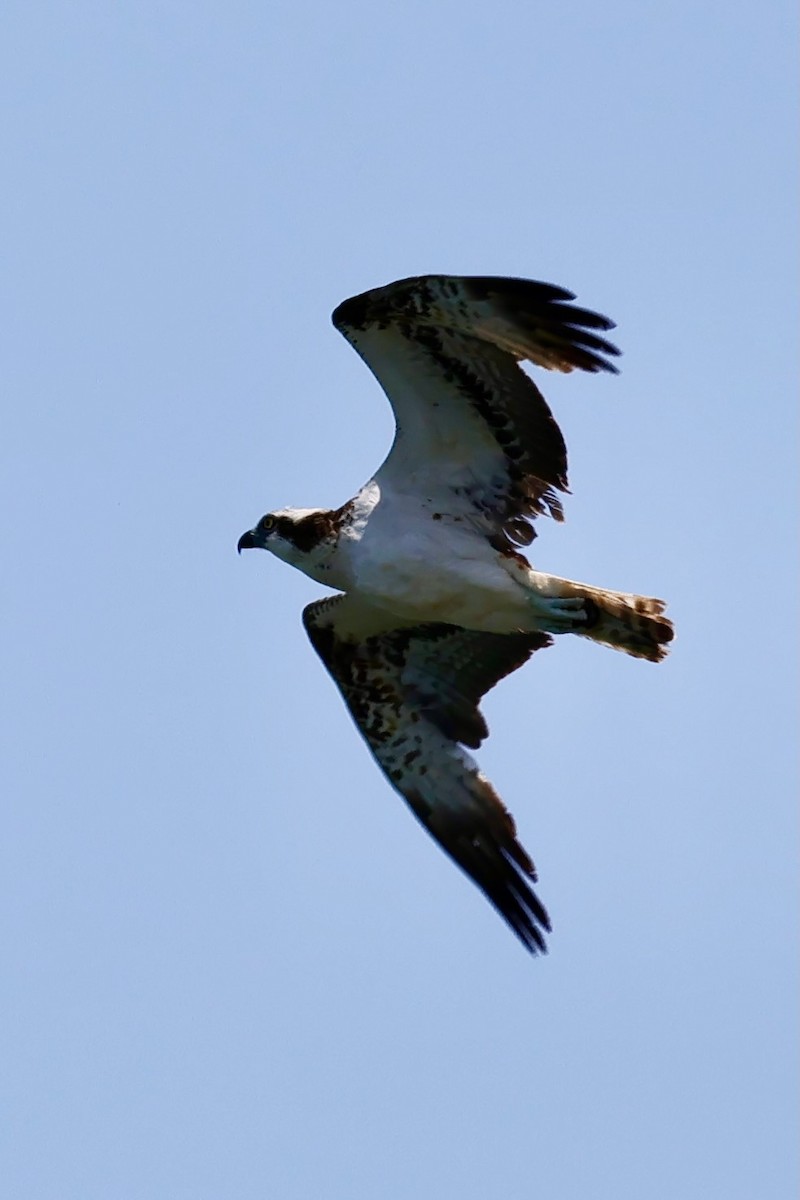 Osprey (Eurasian) - ML637125088