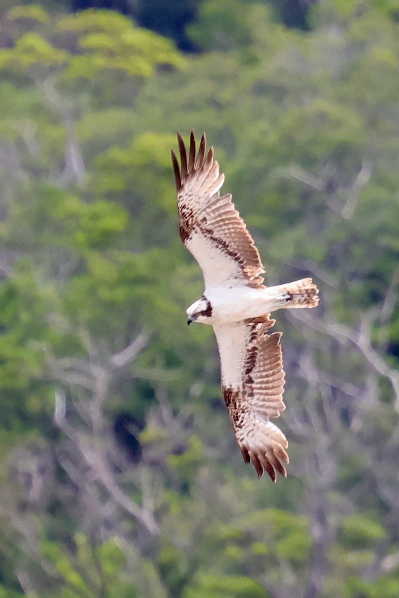 Osprey (Eurasian) - ML637125089
