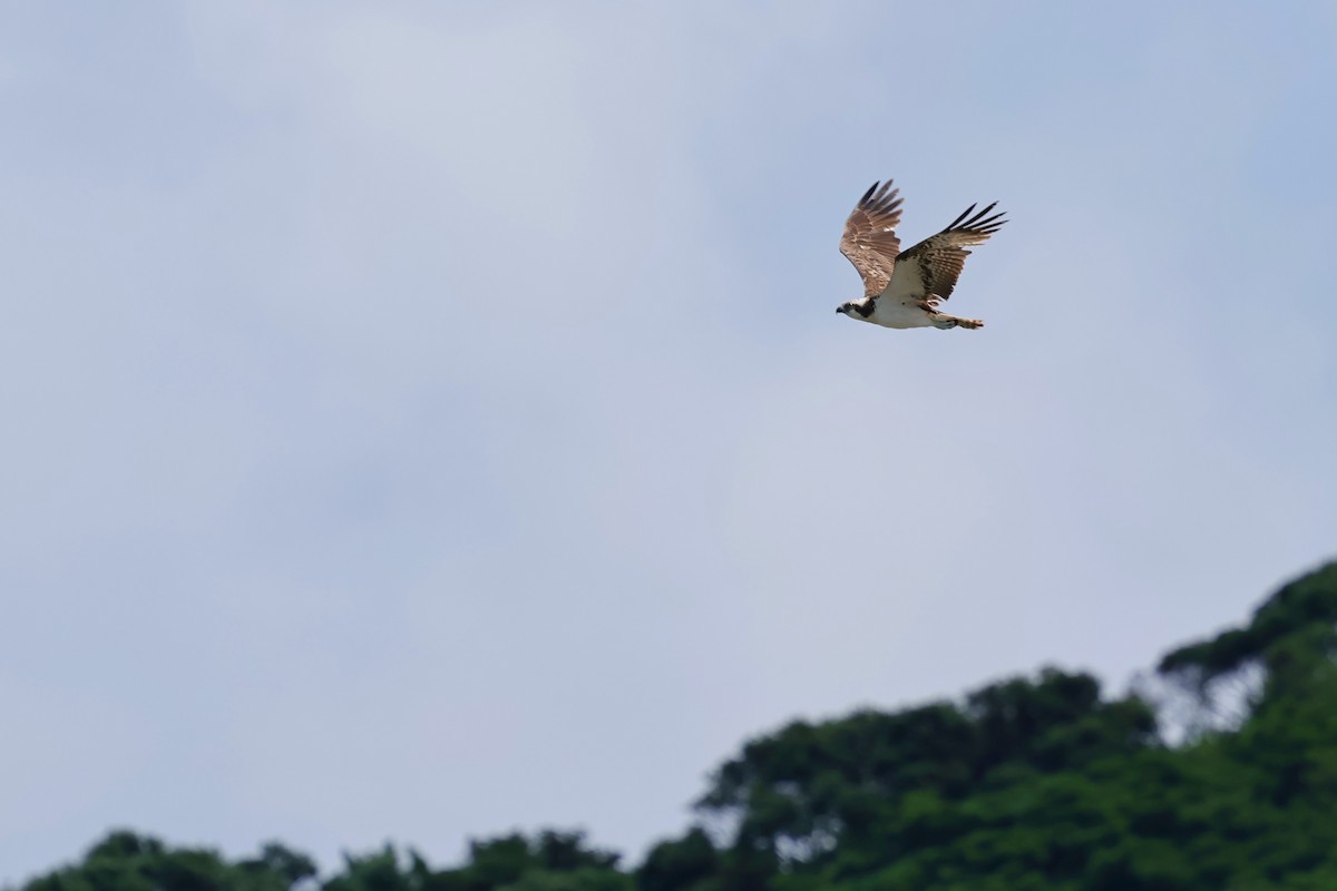Osprey (Eurasian) - ML637125090