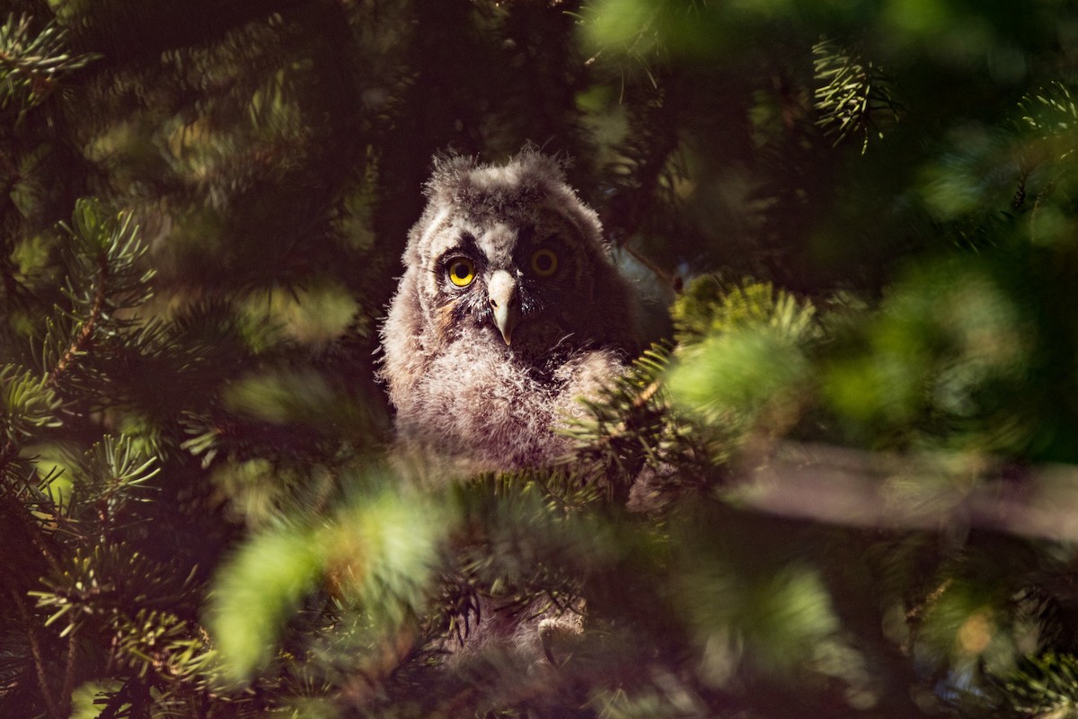 Long-eared Owl - ML637125125
