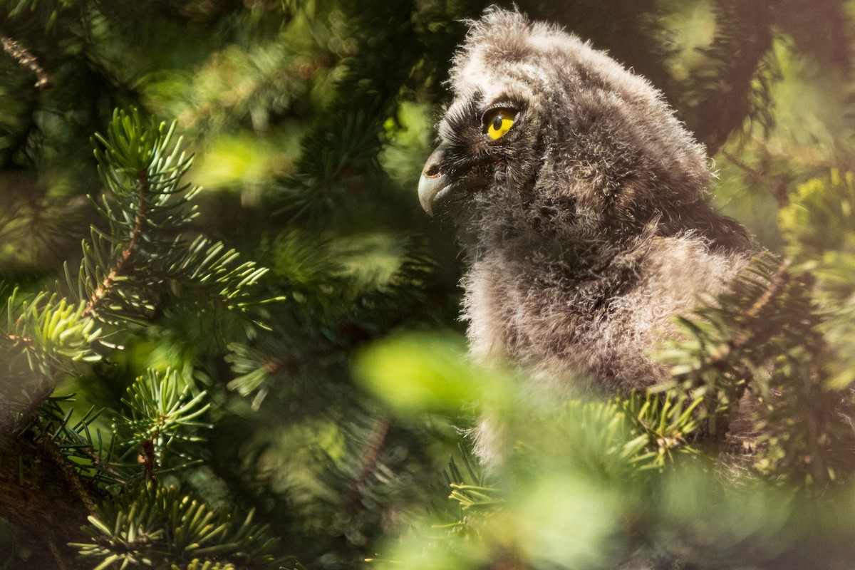 Long-eared Owl - ML637125126