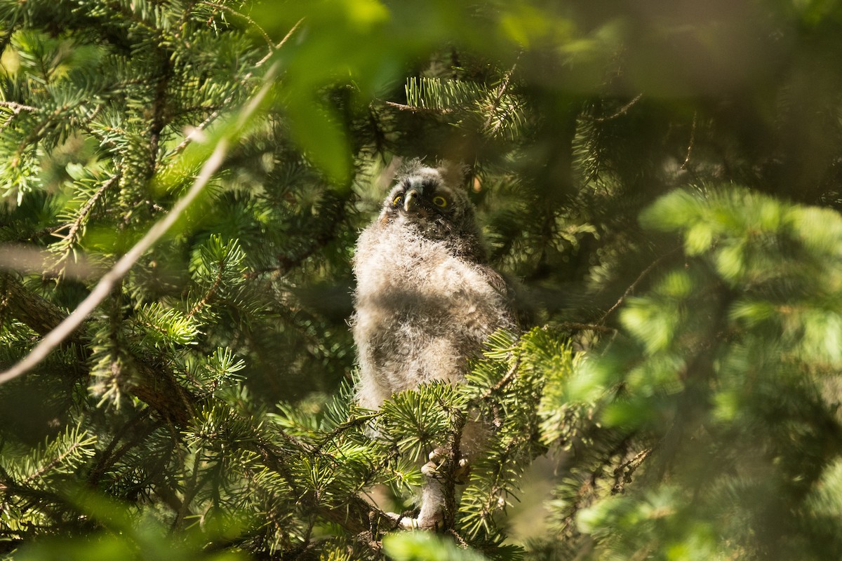Long-eared Owl - ML637125127