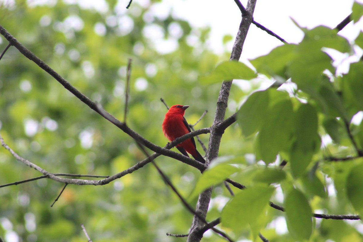 Scarlet Tanager - ML637125141