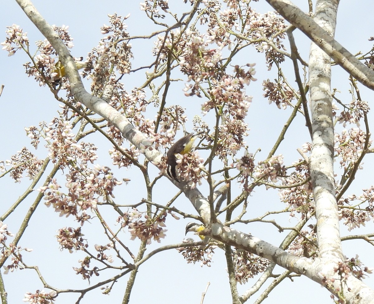 Bananaquit (Cozumel I.) - ML637125159