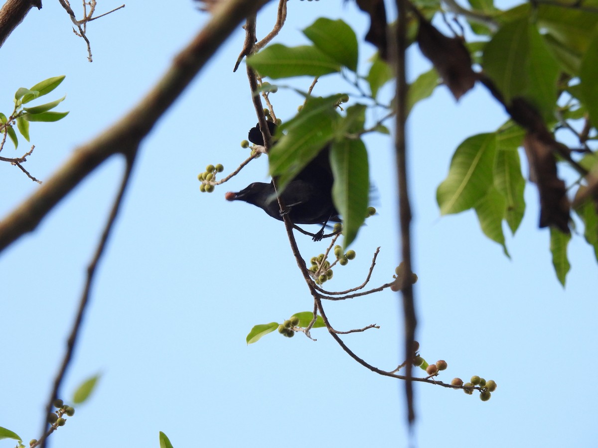 Black Catbird - ML637125178