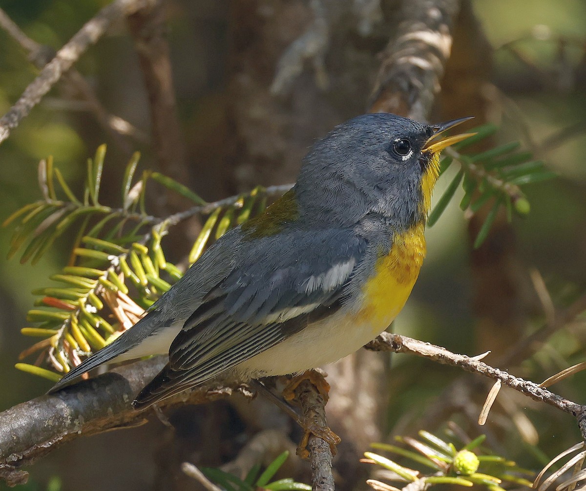 Kuzeyli Parula - ML637125182