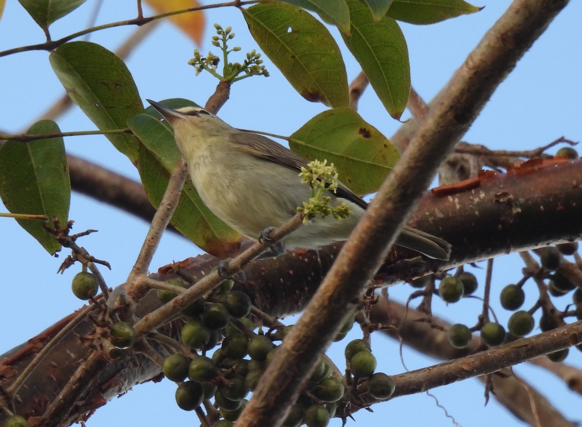 Yucatan Vireo - ML637125196
