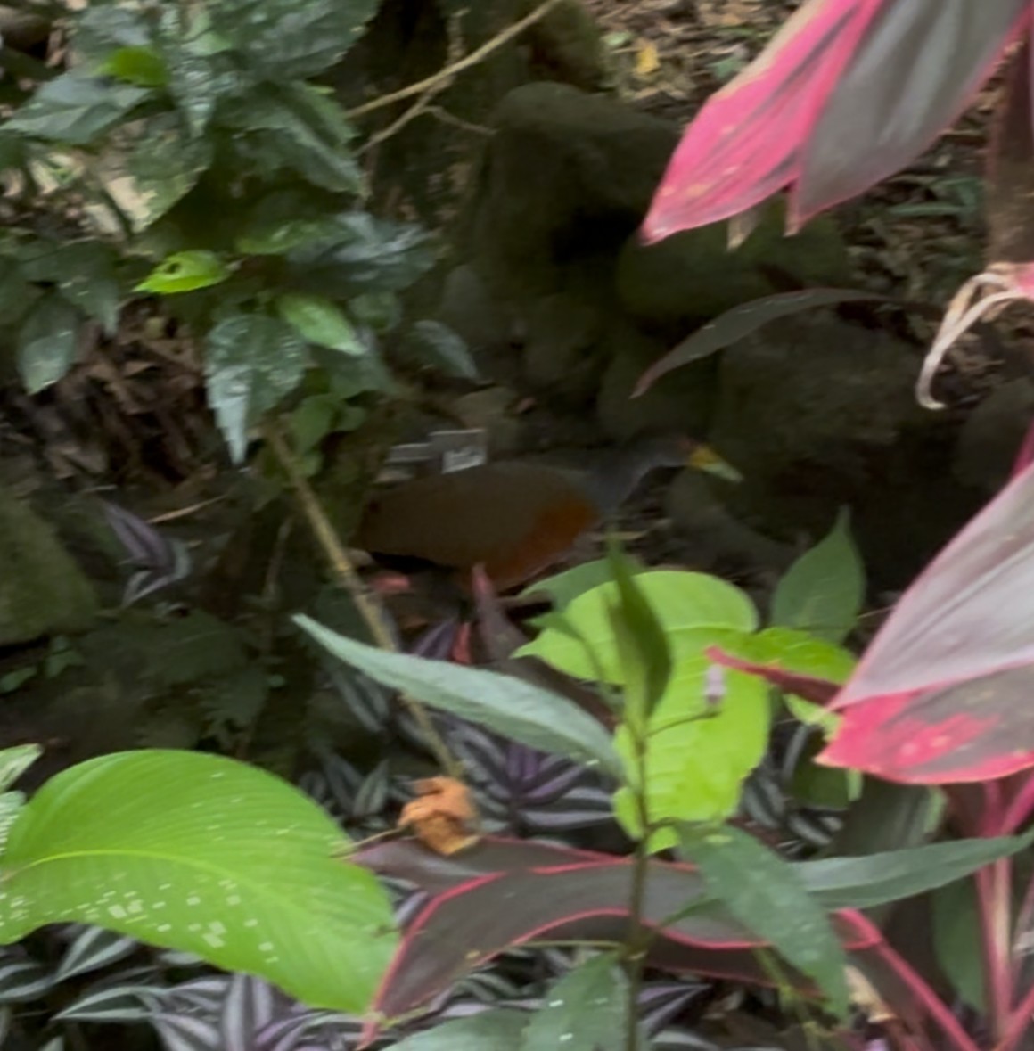 Gray-cowled Wood-Rail - ML637125198