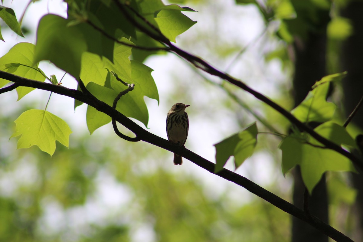 Ovenbird - ML637125283