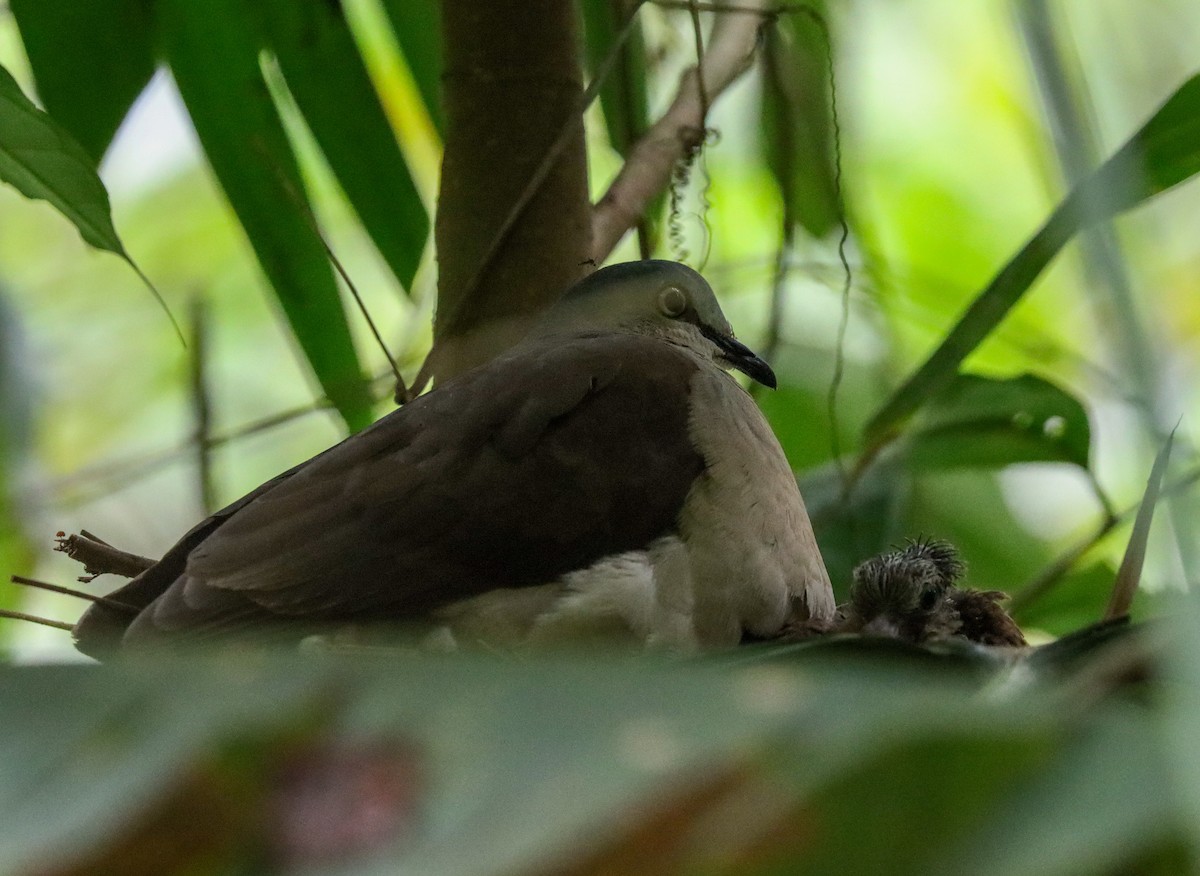 Gray-headed Dove - ML637125347